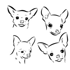 Chihuahua dog. Wall sticker. Graphic, black-and-white, sketch portrait of a Chihuahua dog on a white background. Digital drawing