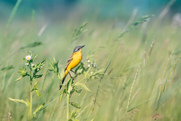 Western yellow wagtail (Motacilla flava) on the stem of a plant in a wet meadow.