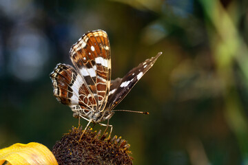 Map butterfly (Araschnia levana)  on rudbeckia flower. Place for text