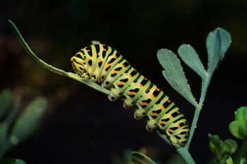 Swallowtail caterpillar(Papilio machaon) on common rue leaves.