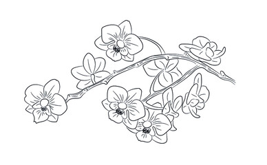 Hand drawn branch of orchid. Decorative florish design. Spring flowers in bloom.