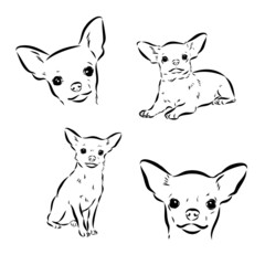 Chihuahua dog. Wall sticker. Graphic, black-and-white, sketch portrait of a Chihuahua dog on a white background. Digital drawing