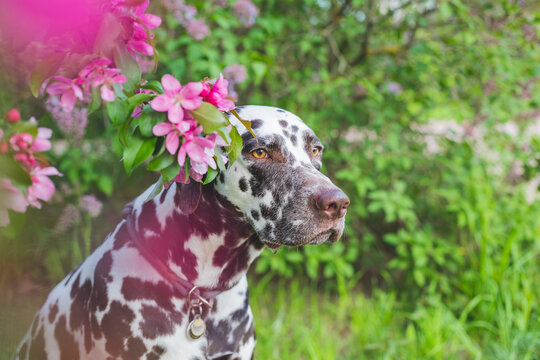 beautiful dalmatian dog portrait by a blooming apple tree. portrait of a cute dog among flowering trees. Dalmatian is sitting by a beautiful apple tree in springtime outdoors