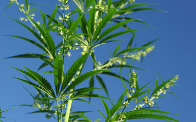 Blooming plant of cannabis illuminated by bright sun against a blue sky. Selective focus.
