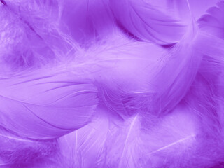 Fototapeta na wymiar Beautiful abstract purple feathers on white background, gray feather texture on dark pattern and purple background, colorful feather wallpaper, love theme, valentines day, light purple gradient