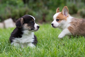 welsh corgi