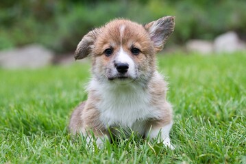 welsh corgi