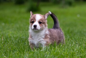welsh corgi
