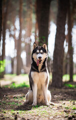 Dog muzzle portrait. Beautiful dog with expressive eyes looking at camera. Siberian Husky in the forest. Concept of pets, animal care, veterinary medicine, pet supplies, pet food. - 509880381