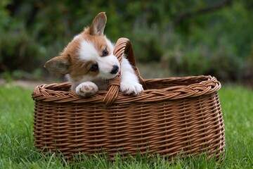 welsh corgi