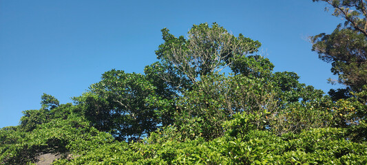 Obraz premium Pedra granito mineral morro paredão falésia ilha floresta mar oceano praia onda espuma água céu azul folha mato arvore flor fruta horizonte alto paisagem caminho asfalto Rio de Janeiro viajem paraíso 