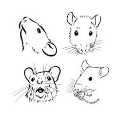 Rat sketch drawn by hand. Black and white vector illustration.
