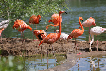 A flock of pink flamingos near the water in the zoo