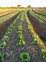 Obraz premium rows of lettuce