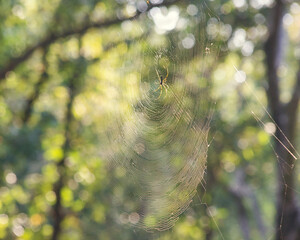 An intricate spider web is backlit in the morning sun a tropical jungle