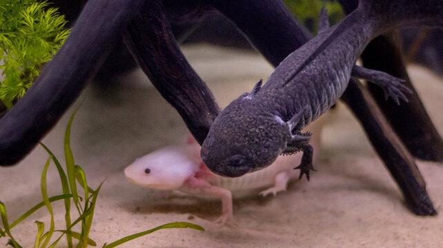 Axolotl Breeding Everything You Need To Know