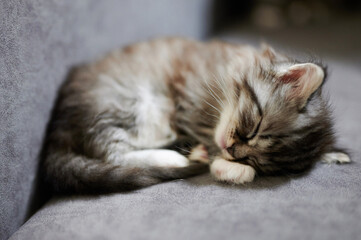 Cute sleeping fluffy kitty