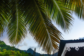 Palme de cocotiers en Polynésie