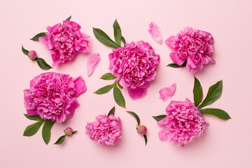 Beautiful peony flowers on color background, top view
