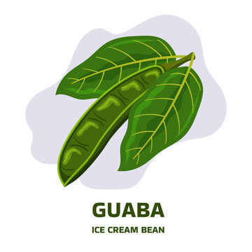 Illustration with tropical fruit pod guaba, guama Inga edulis with two leaf. Pacay pod Ice Cream bean native plant of Ecuador, cuaniquil or joanquiniquil South America