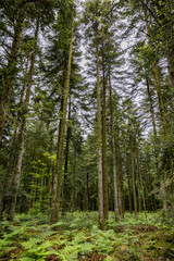 Résineux et fougères dans la Forêt d'Andaine