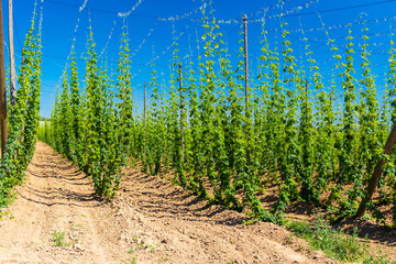 Hop field in Zatec region, Czech Republic