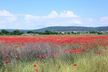 A field with red poppies on a blurry background