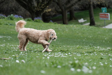 Dog playing with a stick