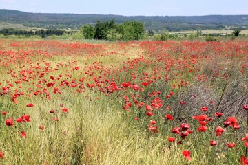A field with red poppies on a blurry background