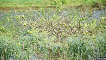 Ripe oranges look yellow and there are also green oranges that are still unripe, with branches on the plantation