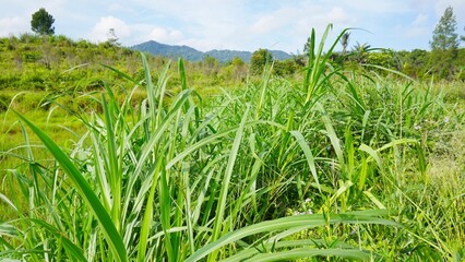 Obraz premium Green grass blowing in the wind in the plantation, so beautiful
