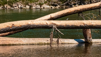 Motacilla alba, white wagtail, at the re-naturated river Isar, Landau, Bavaria, Germany