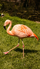 Phoenicopterius, flamingo, walking on the grass on a sunny summer day