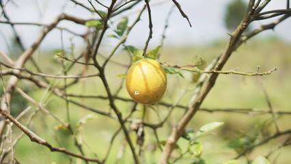 Ripe oranges look yellow with their branches on plantation