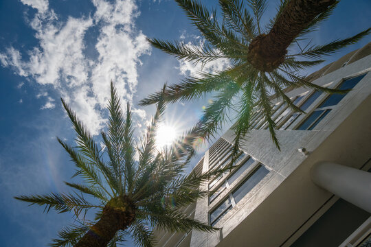 Beautiful Tropical Cityscape With Modern Architecture And Palm Trees View Looking Up.