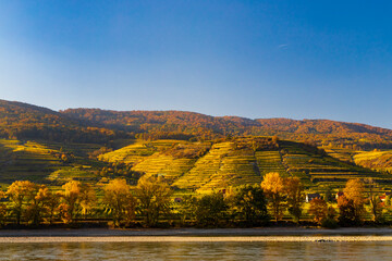 Fototapeta na wymiar autumn vineyard in Wachau region, Austria