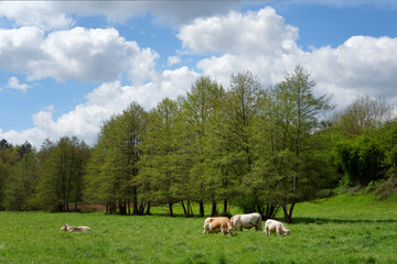 Cattle and pasture in Normandy region