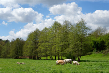 Obraz premium Cattle and pasture in Normandy region