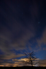 Fototapeta na wymiar tree with starry sky before dawn