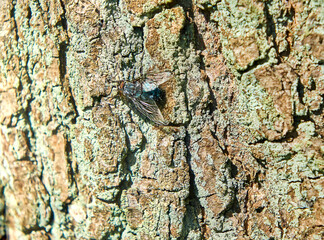 
The fly sits on the bark of a tree in summer.