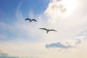 Two seagulls on the sky. Friendship or freedom concept photo