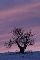 old apple tree in winter sunset
