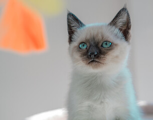 Siamese kitten, funny portrait, blue eyes, curious look
