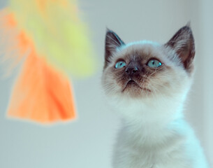 Siamese kitten, funny portrait, blue eyes, curious look