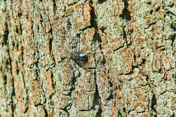 
The fly sits on the bark of a tree in summer.