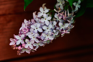 flowering lilacs by a red wooden wall