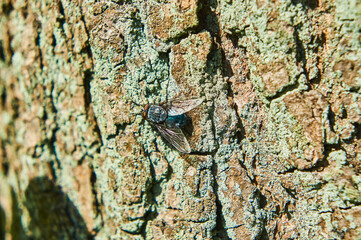The fly sits on the bark of a tree in summer