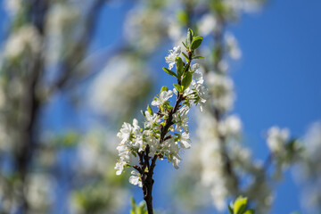 Plum blossom in the spring