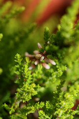 Green leaves close up botanical background erica sativa family ericaceae big size high quality modern print