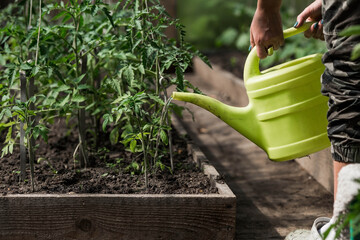 Close-up of the hands of a female gardener with a watering can. Planting and watering tomato...
